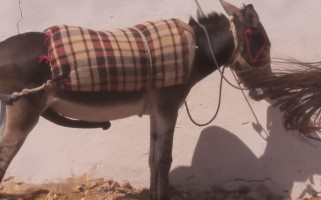 Fast Food La Formule Bebida